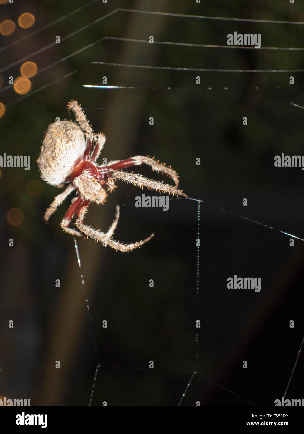 Nahaufnahme des Spider Web Stockfoto