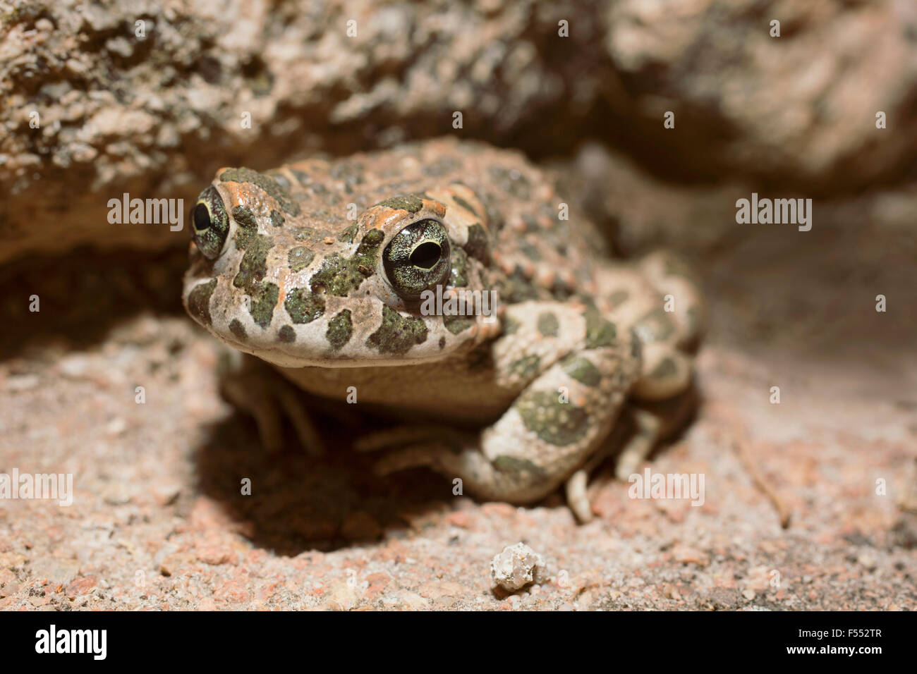Close-up Portrait von Frosch auf Stein Stockfoto