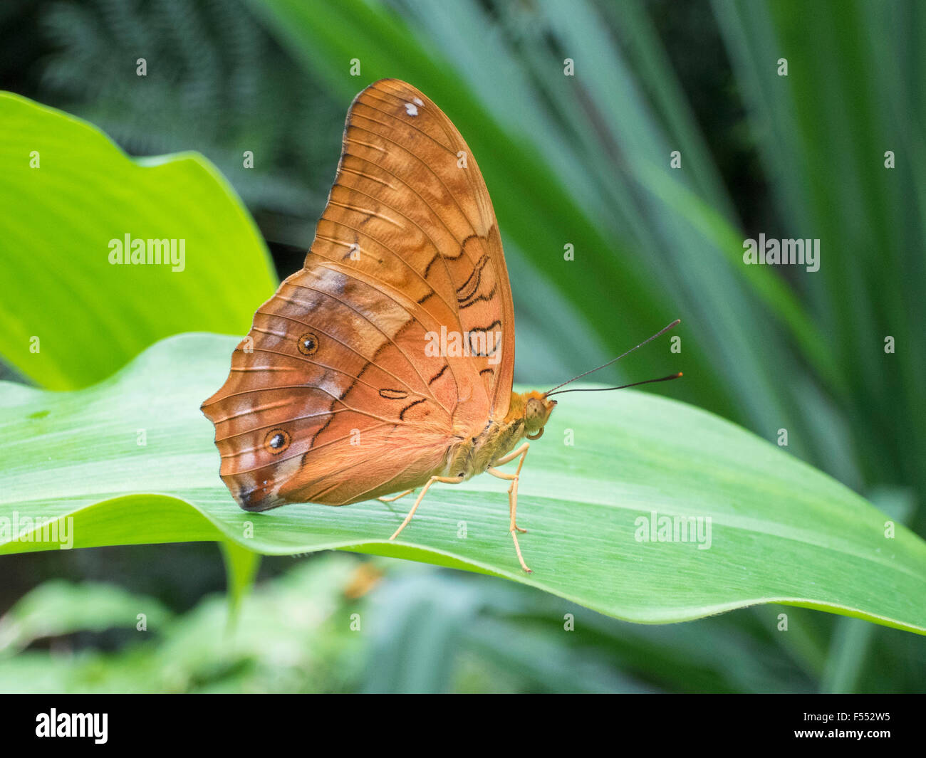 Nahaufnahme der Schmetterling auf Blatt Stockfoto