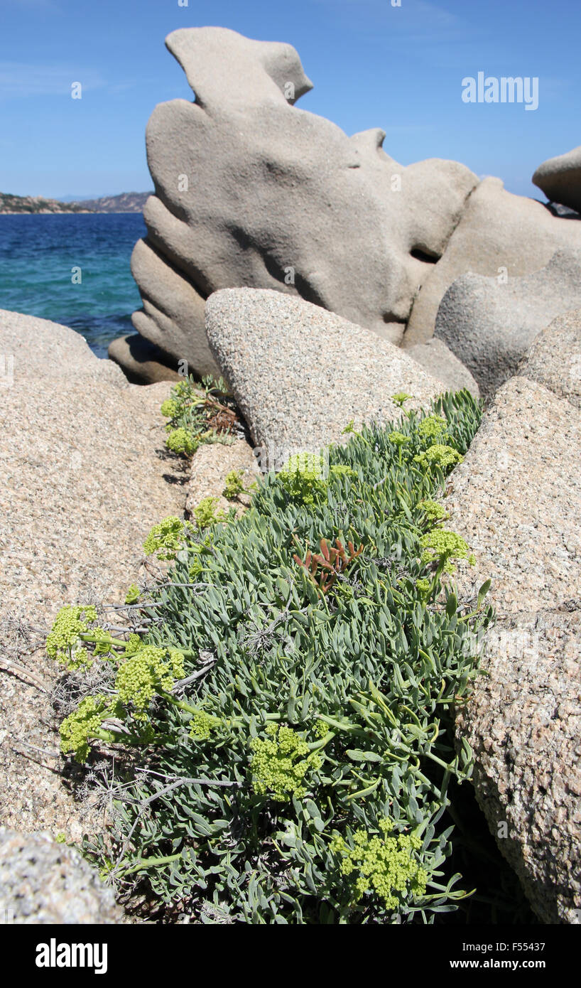 Äolischen Granit Landschaft & Felsen Samphire Palau Sardinien Italien Stockfoto