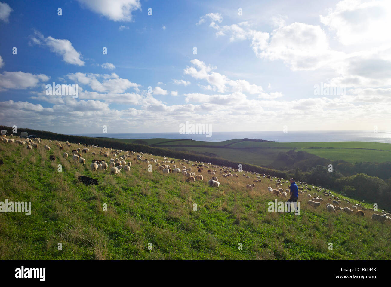 Schafbeweidung am "Bauernhof" East Portlemouth, South Devon, UK Stockfoto