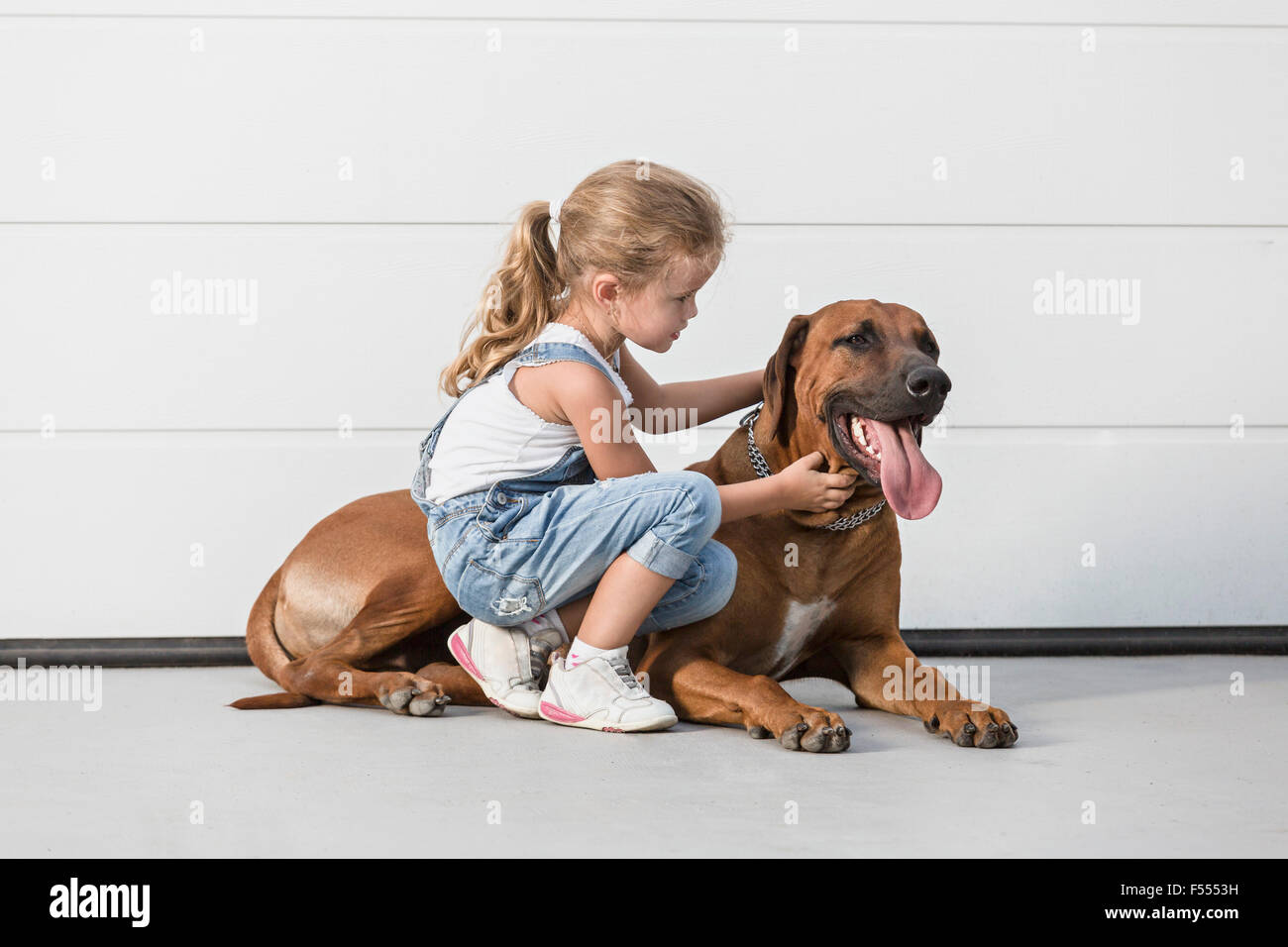 Mädchen streicheln Hund gegen weiße Wand Stockfoto