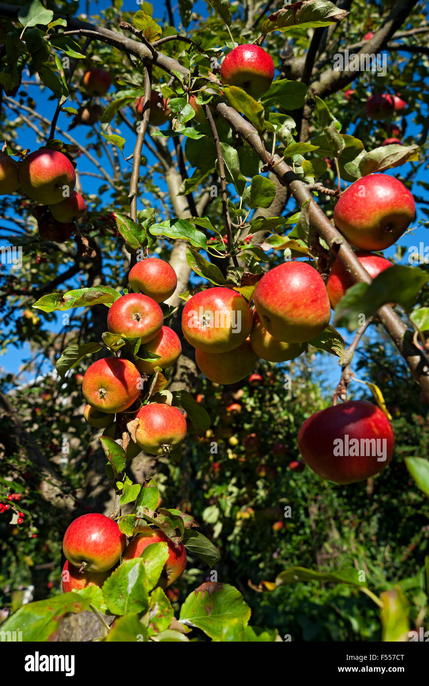 Nahaufnahme von roten, reifen Charles Ross Äpfeln, die auf Bäumen wachsen Apfeläste Früchte im Sommer Herbst England Großbritannien Großbritannien Großbritannien Großbritannien Stockfoto