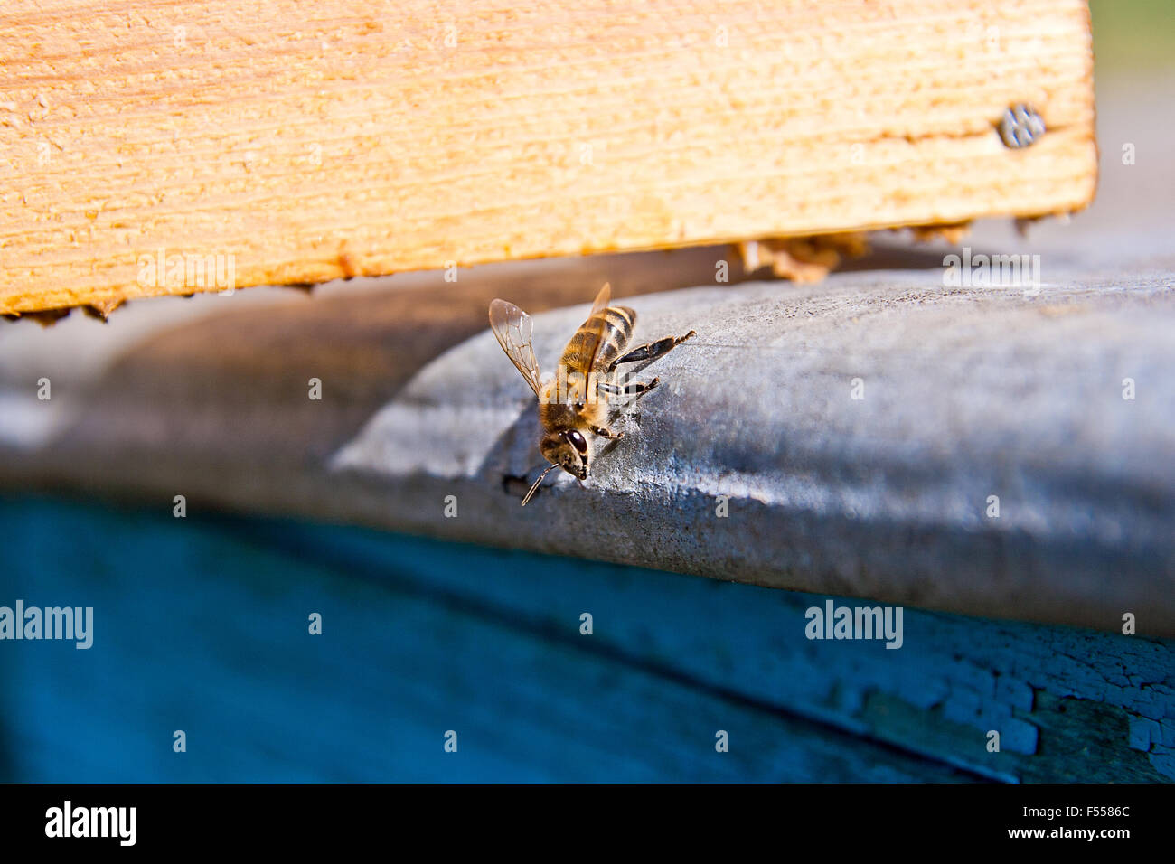 Eine Biene im Bienenstock. Einsamkeit-Arbeiter Stockfoto