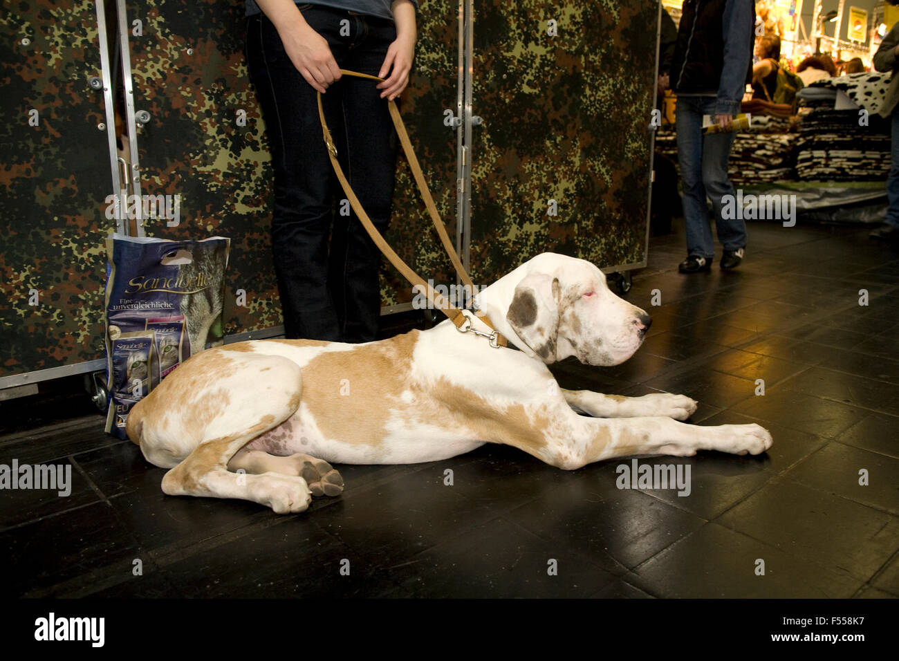 DEU, Deutschland, Nordrhein-Westfalen, Ruhrgebiet, Dortmund, Messe Hund und Pferd in Den Westfalenhallen, Dogge. Stockfoto