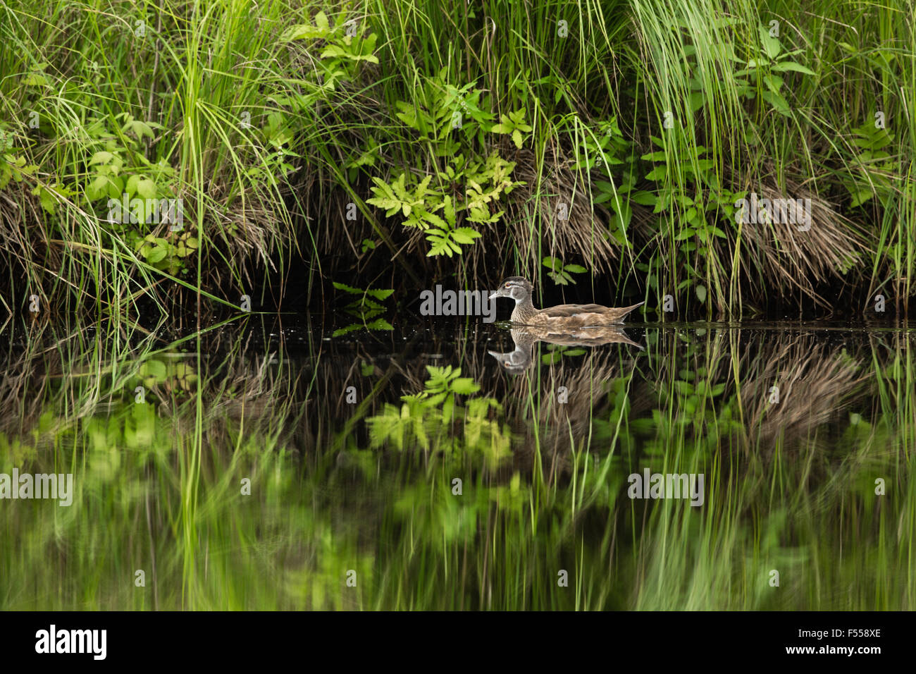 Unreife männliche Brautente auf der East Fork von der Chippewa River Stockfoto