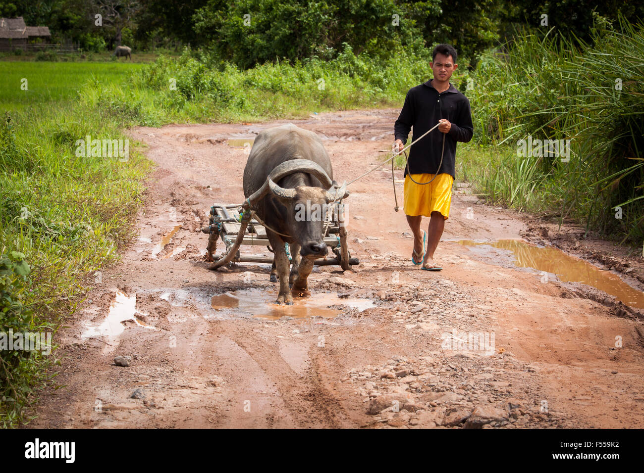 Philippinische Bauern und seinen Büffel auf dem Weg zu einem Reisfeld am 26. September 2015, in El Nido, Philippinen. Stockfoto