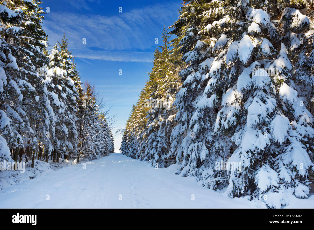 Eine Spur durch einen wunderschönen Wald im Winter. Fotografiert in den Hautes Fagnes (Hoge Venena, Hohes Venn, hohe Venn) im Osten Stockfoto