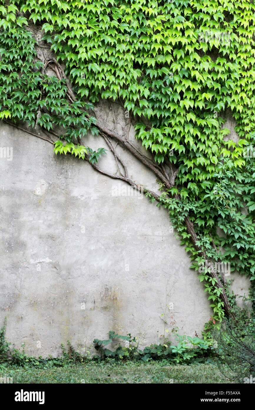 Detail der Efeu wächst an der Wand eines Gebäudes Stockfoto