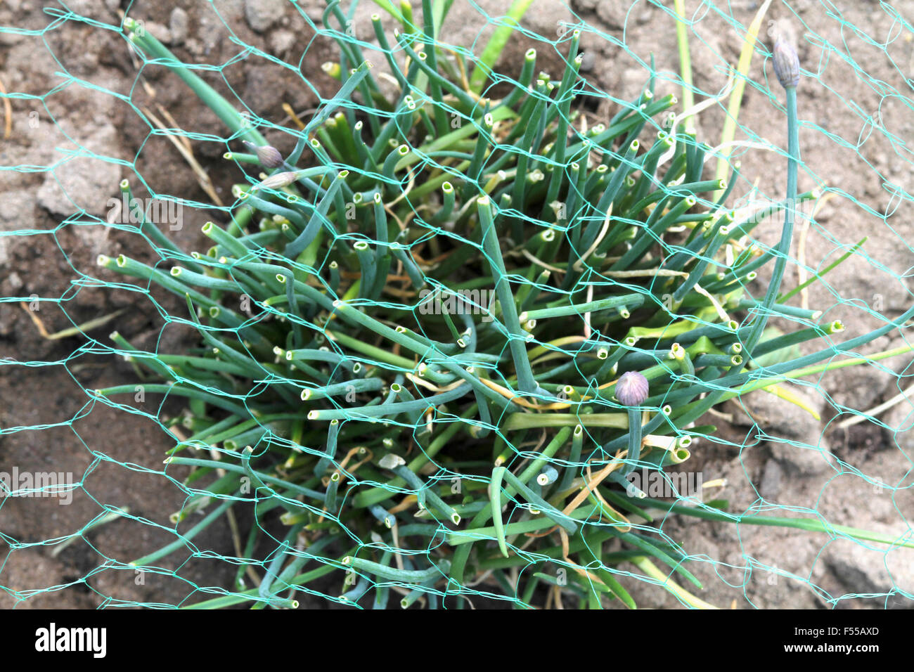 Erhöhte Ansicht, Nahaufnahme von Netto über Frühling Zwiebelpflanze Stockfoto