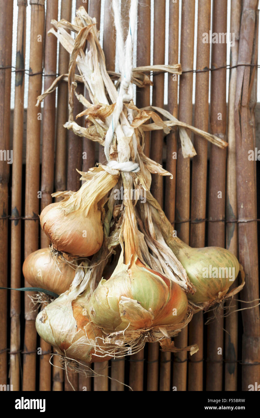 Reihe von Zwiebeln an hölzernen Zaun hängen Stockfoto