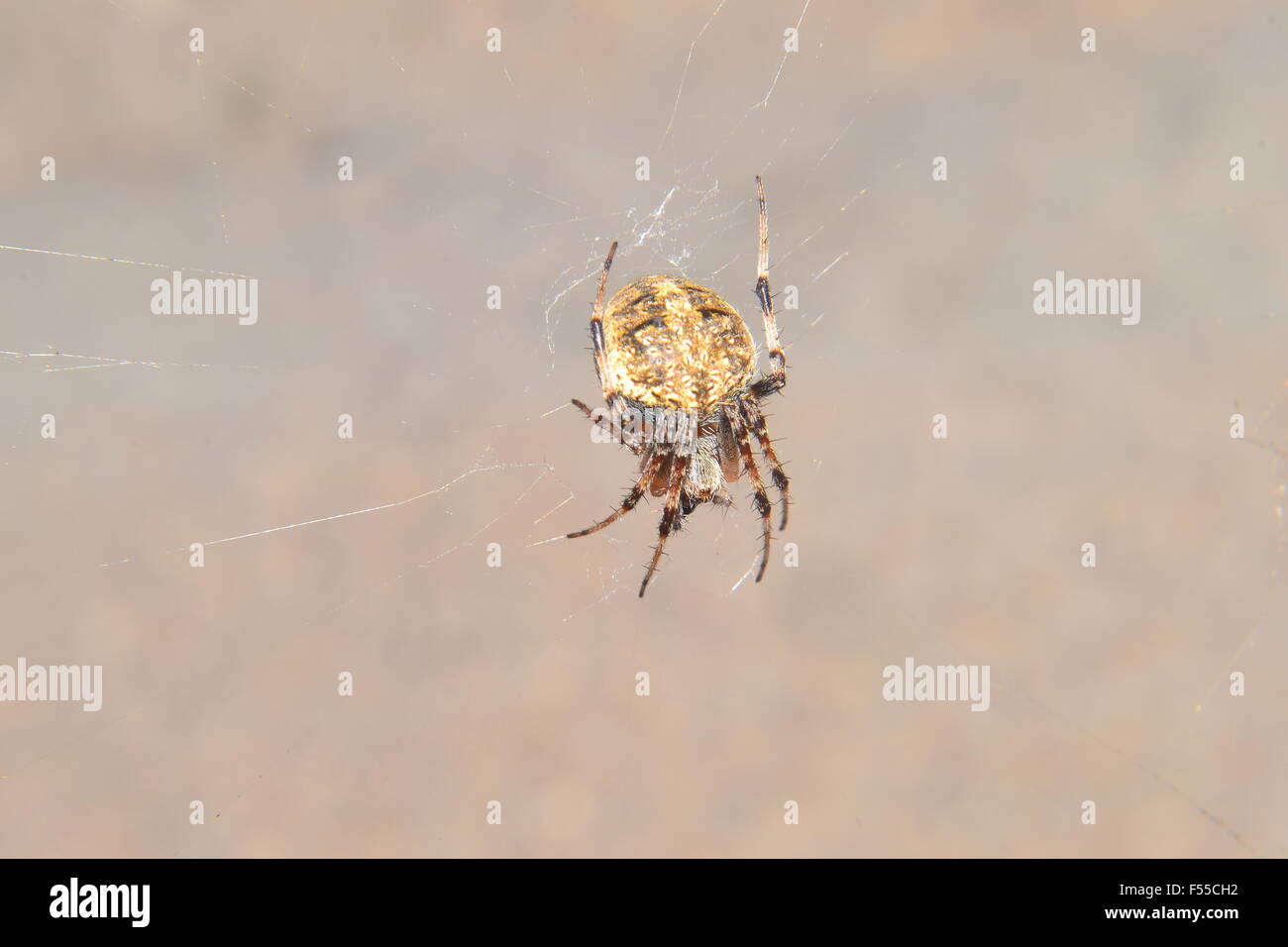 Spinne im Netz Stockfoto