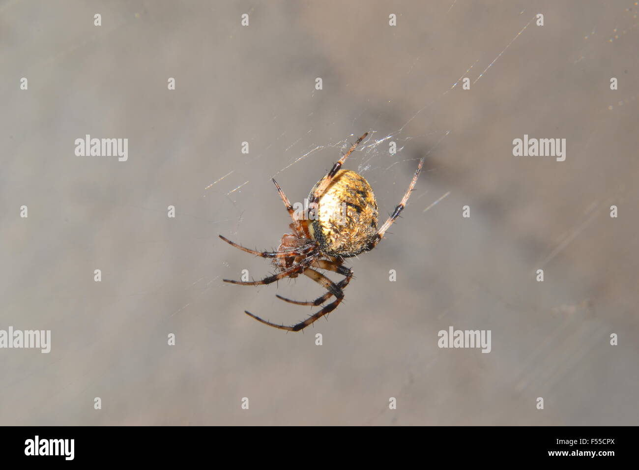 Spinne im Netz Stockfoto