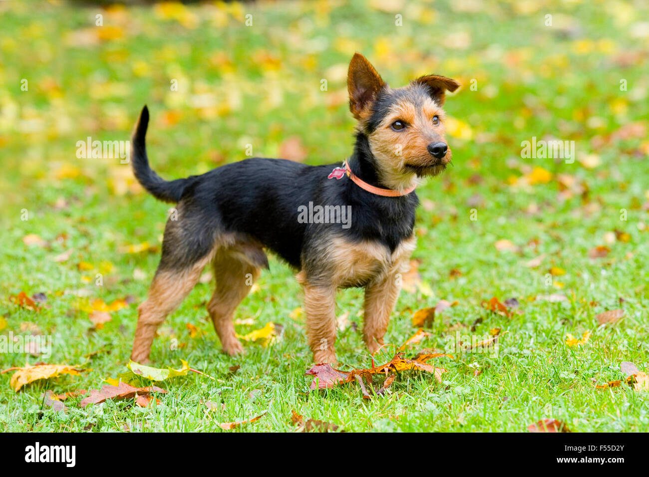 Terrier Kreuzung Stockfotografie Alamy Porträt eines langhaarigen Welpen, eine Kreuzung zwischen