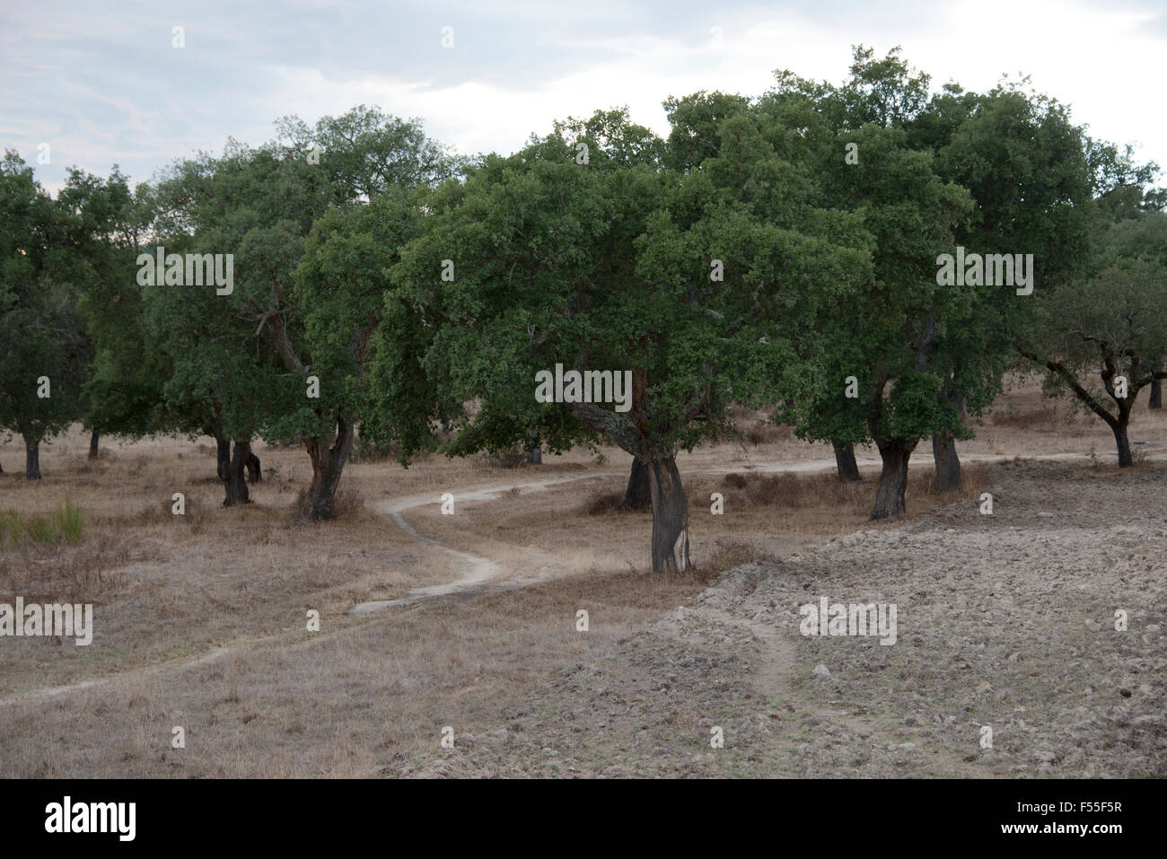 Korkeiche Wald im Alentejo Portugal in der Nähe der Ort evora Stockfoto