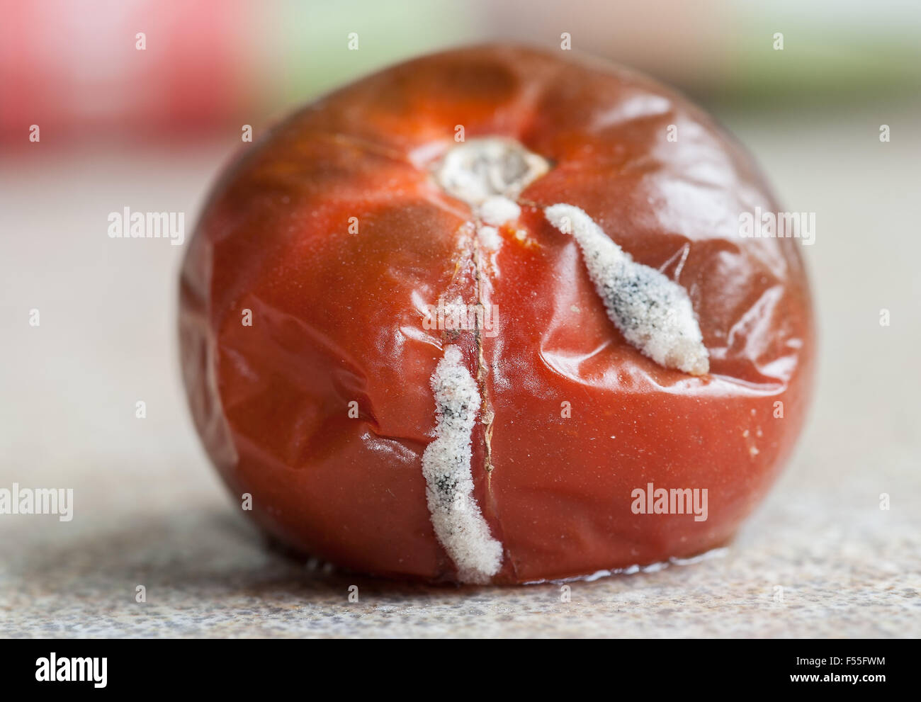 Verschimmelte Tomaten Pilzwachstum Stockfoto