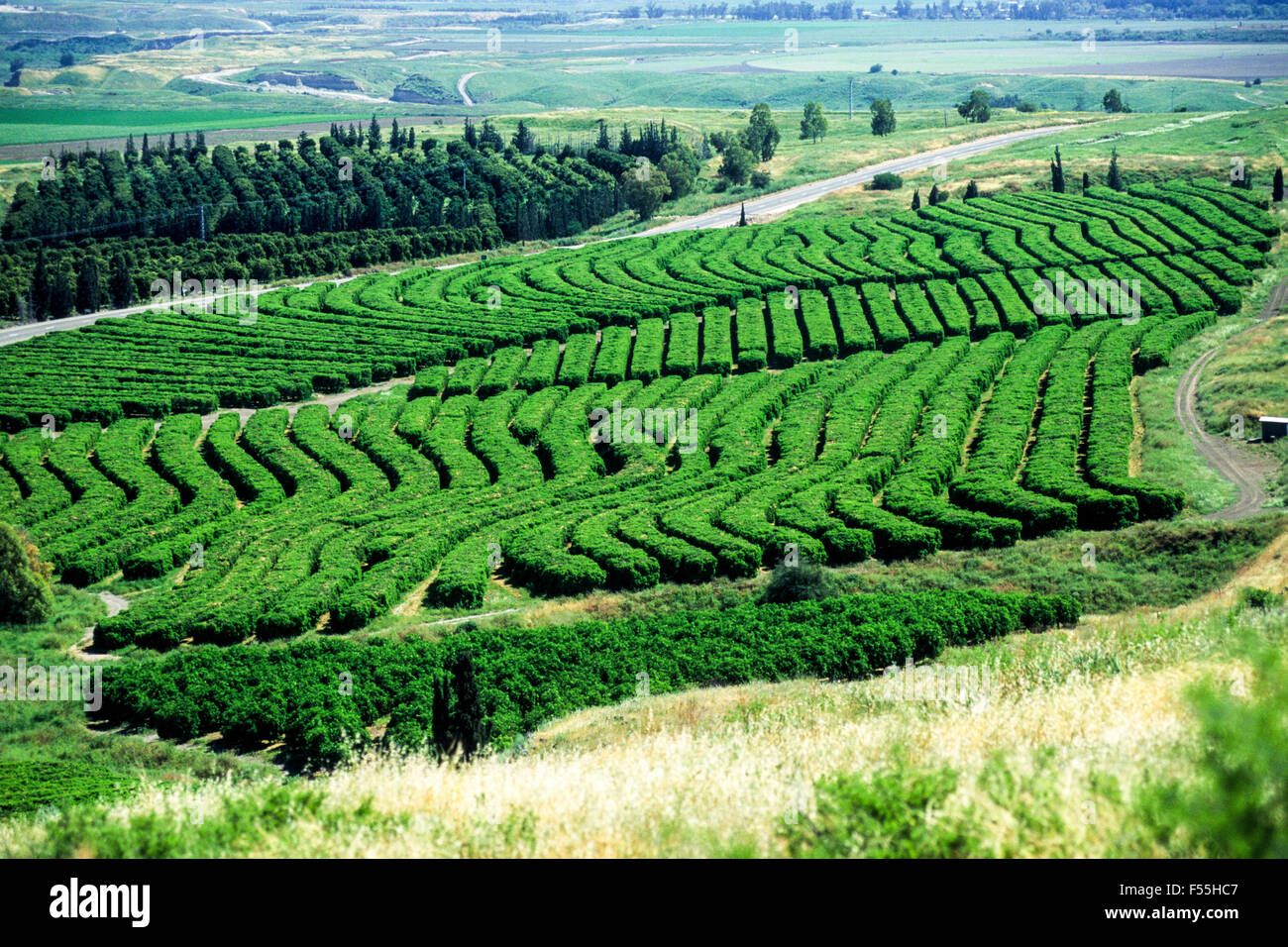 Orange Obstgarten fotografiert in der Nähe von Meer von Galiläa, Israel Stockfoto