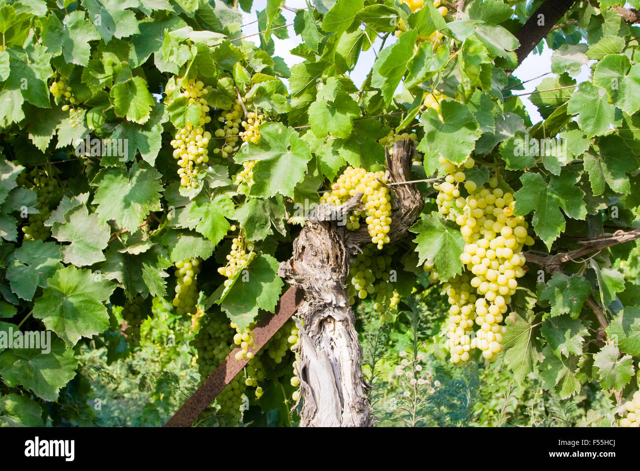 Ein Cluster von grünen Trauben reifen auf einer Weinrebe Stockfoto