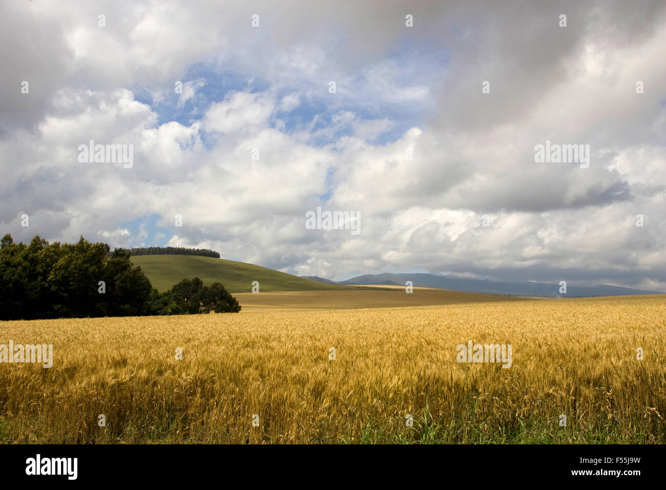 Goldene Weizenfeld, blauen Himmel und Wolken, fotografiert in Israel Stockfoto