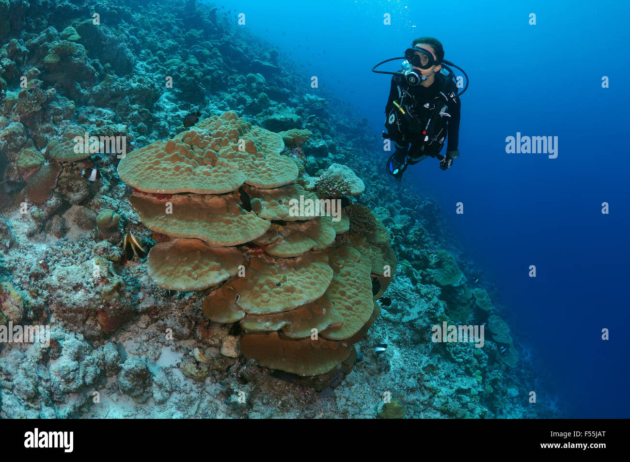 Junge Frau Taucher im Coral, Indischer Ozean, Malediven Stockfoto