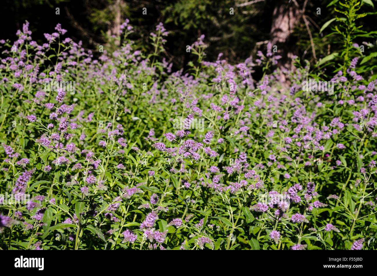 Rosa alpinen Wildblumen, fotografiert in Österreich, Tirol Stockfoto