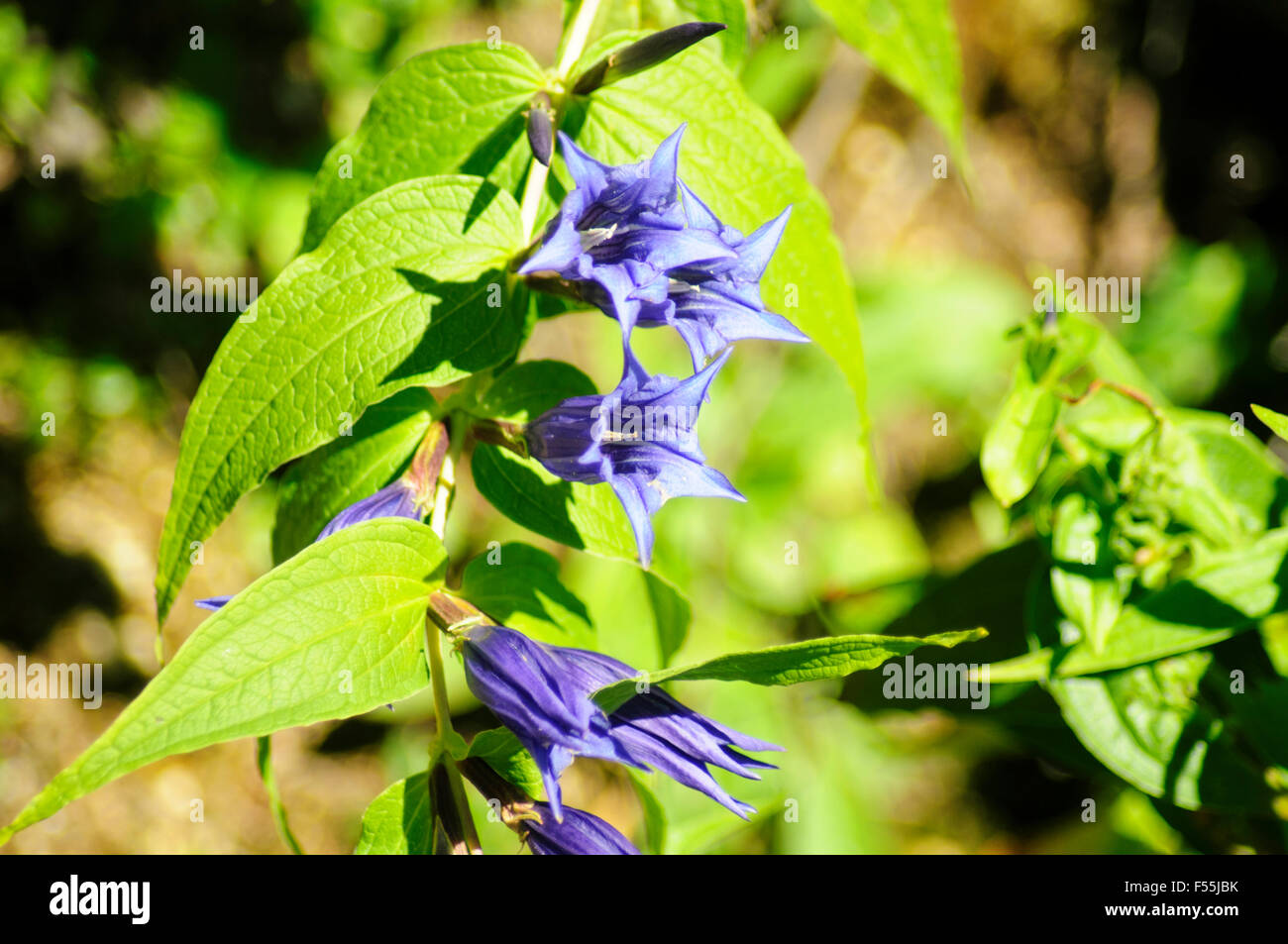 Lila, alpinen Wildblumen, fotografiert in Österreich, Tirol Stockfoto