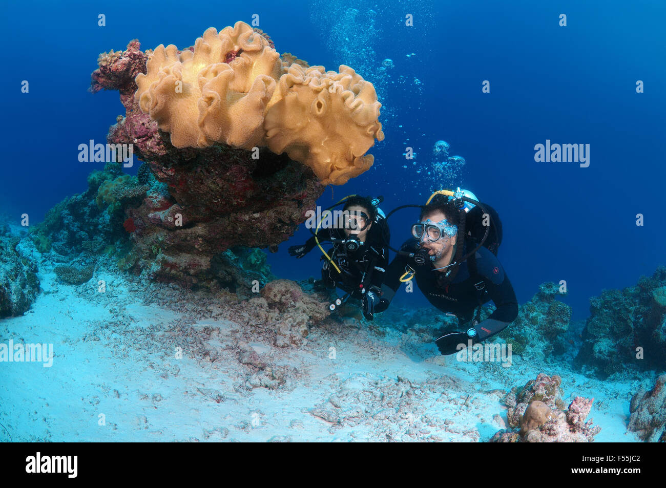 Junges Paar Taucher mit Blick auf die Korallen, Indischer Ozean, Malediven Stockfoto