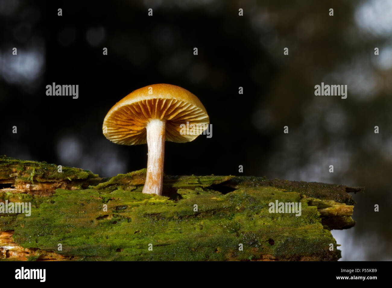 Winzige Pilzzucht, wahrscheinlich Psathyrella Piluliformis, auf faulenden Holz Stockfoto