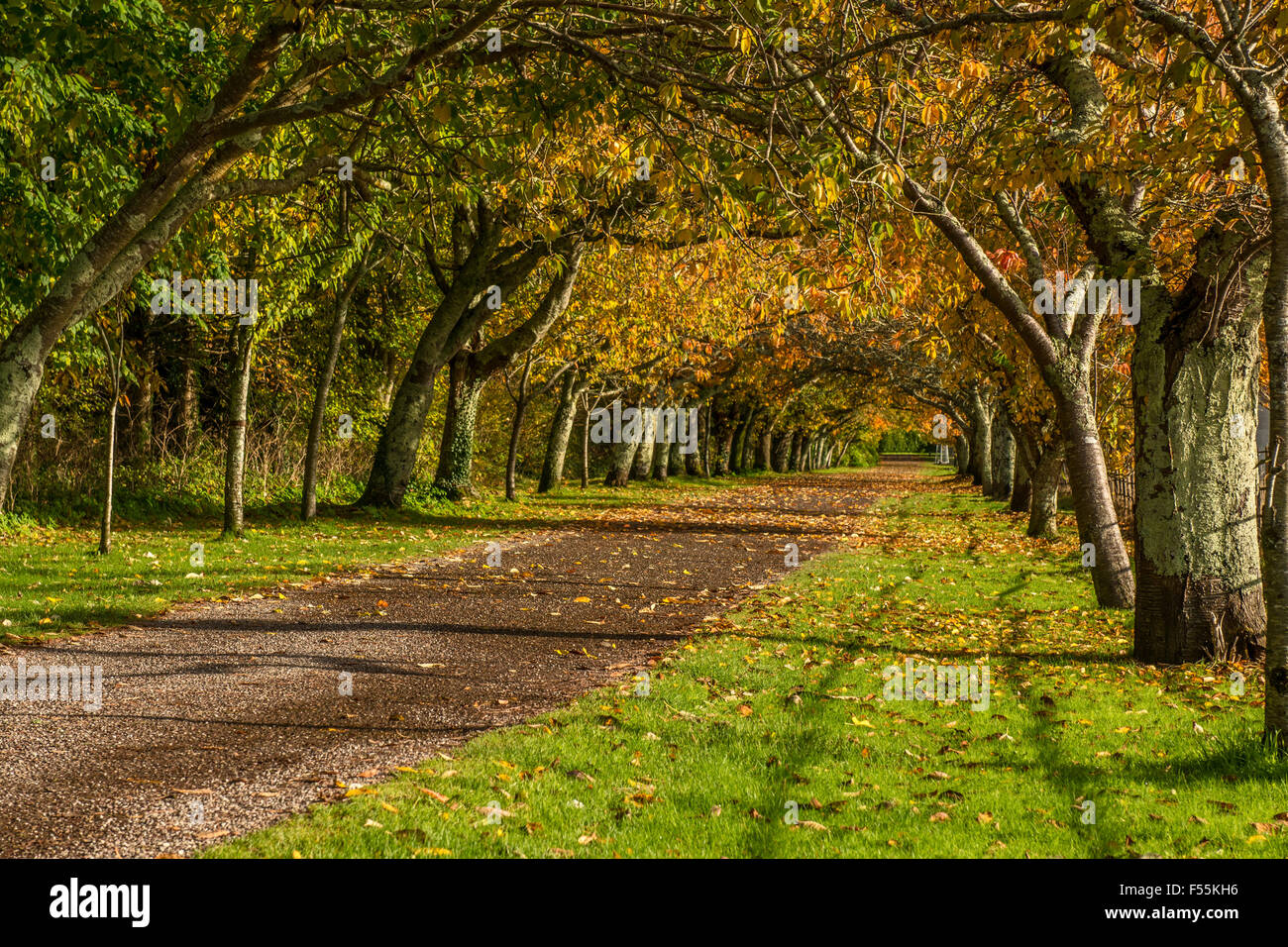 Irland Herbstlandschaft und Kirschfahrt im Killarney House in Killarney, County Kerry, Irland ab 2013 Stockfoto