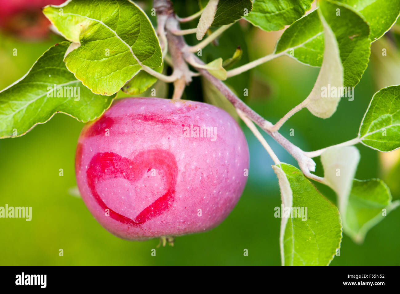 Roter Apfel mit einem Herz-Muster Stockfoto