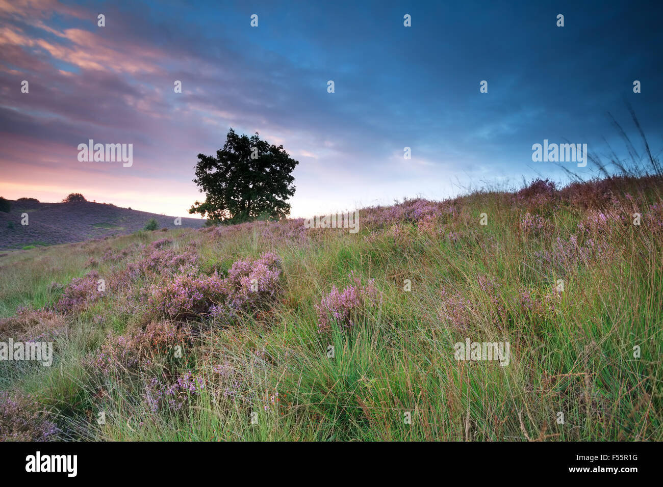 Blühende Heide auf Hügel bei Sonnenaufgang, Gelderland, Niederlande Stockfoto