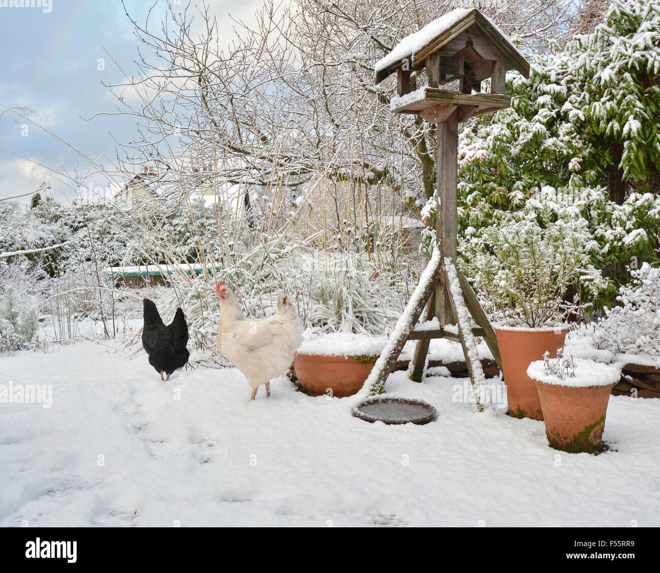 Haustier Hühner im tief verschneiten Garten im Winter - Schottland, UK Stockfoto