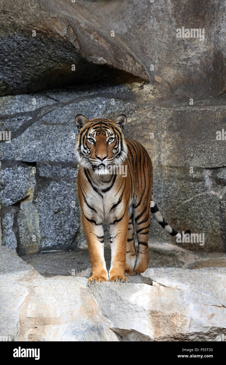 08.05.2015, Berlin, Berlin, Deutschland - Sibirischer Tiger im Tierpark Berlin. 00S150508D818CAROEX. JPG - nicht für den Verkauf in G E R M A N Y, A U S T R I A S W I T Z E R L A N D [MODEL-RELEASE: nicht anwendbar, PROPERTY-RELEASE: kein (C) Caro Fotoagentur / Sorge, http://www.caro-images.pl, info@carofoto.pl - bei der Verwendung von des Bilds nicht-journalistischen Zwecken kontaktieren Sie bitte die Agentur - das Bild unterliegt GEMA!] Stockfoto