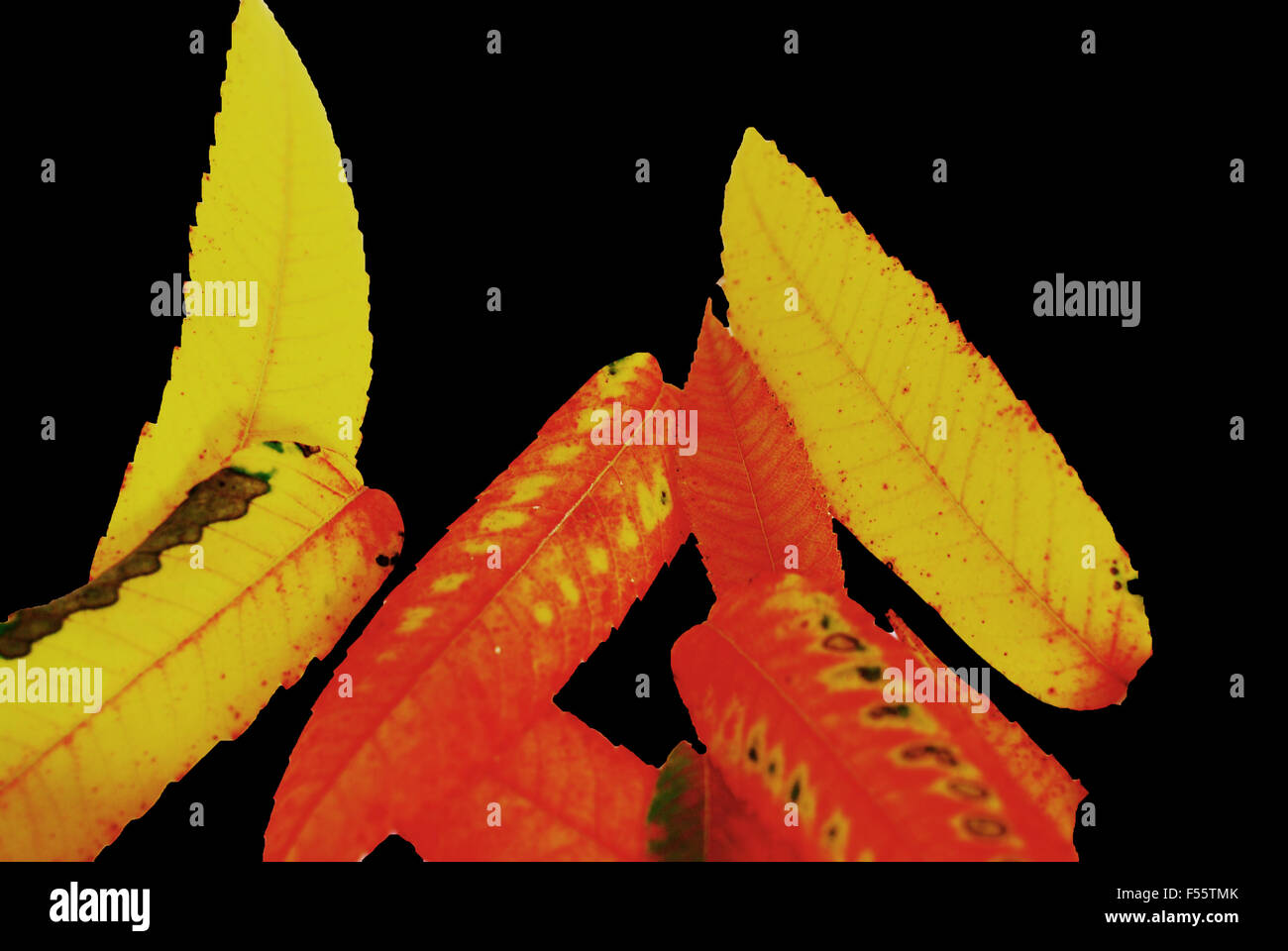 Herbst, Blätter, Blatt, Orange, grün, gelb, Rost, Stockfoto