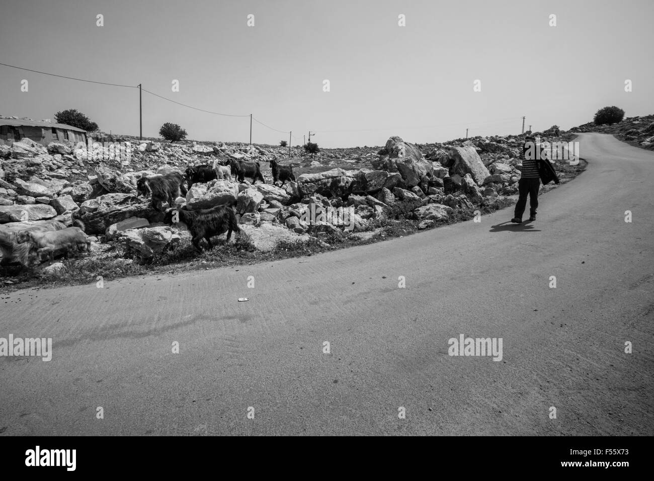 Schäfer, West Bank Stockfoto