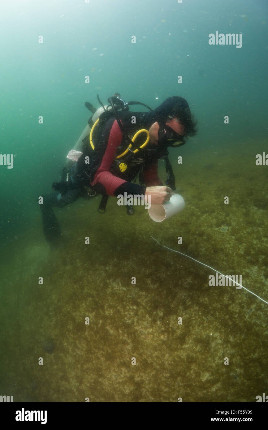 wissenschaftliche Taucher mit stationären visuelle Volkszählung Methode um Fisch Fülle zu messen. Alcatrazes Insel Brasilien. Stockfoto