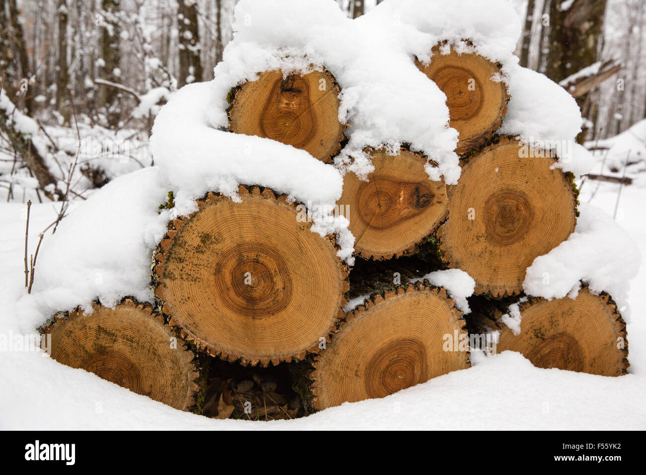 Holzstapel mit Schnee bedeckt Stockfoto