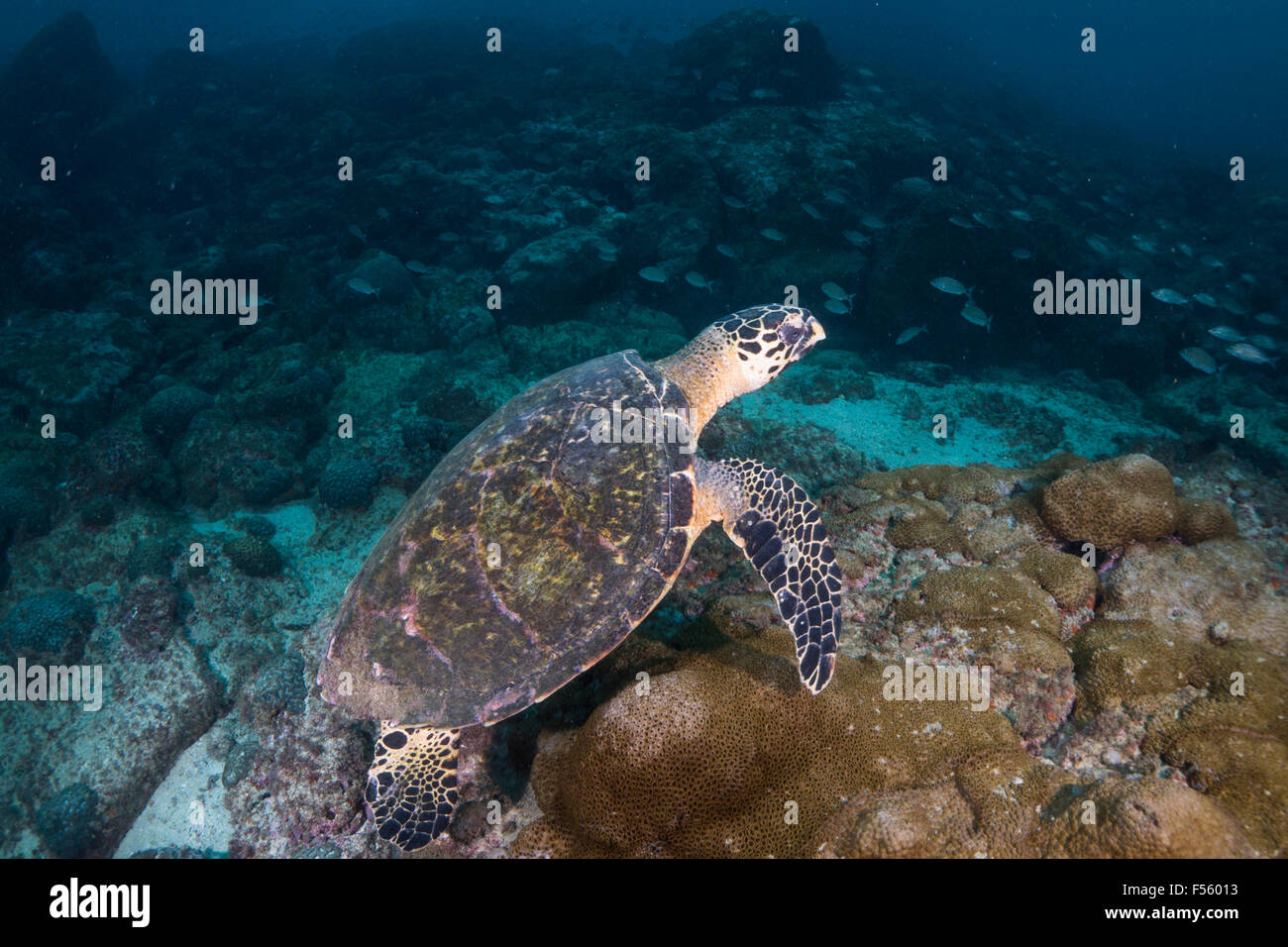 echte Karettschildkröte Schwimmen unter Wasser. Ilhabela, SP, Brasilien Stockfoto