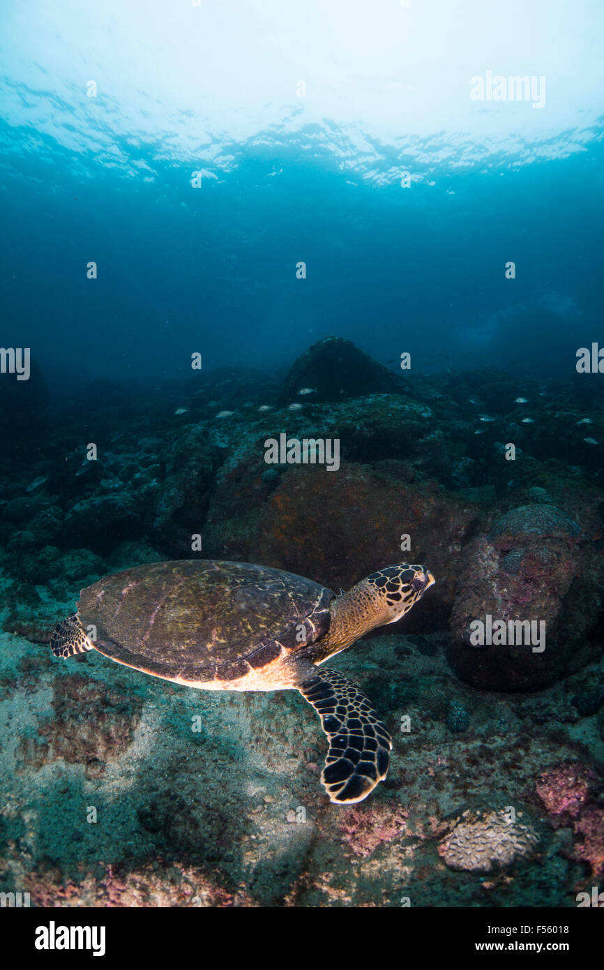 echte Karettschildkröte Schwimmen unter Wasser. Ilhabela, SP, Brasilien Stockfoto
