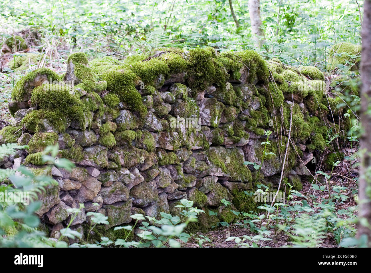 Moos bedeckt Trockenmauer im Wald. Stockfoto