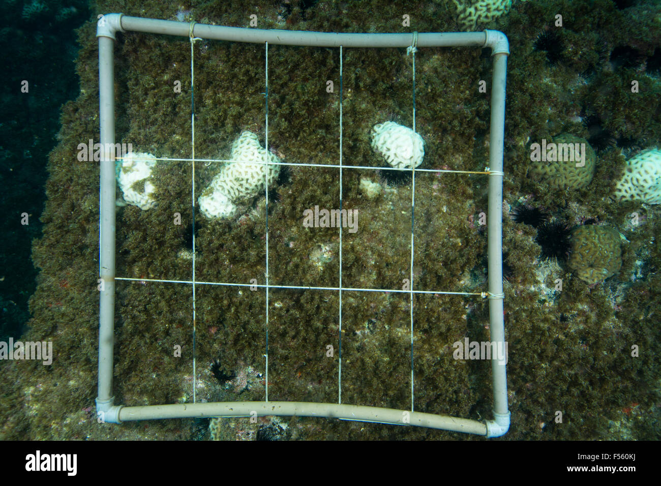 Unterwasser Foto Quadrat im Korallenriff Forschung Überwachung verwendet Stockfoto