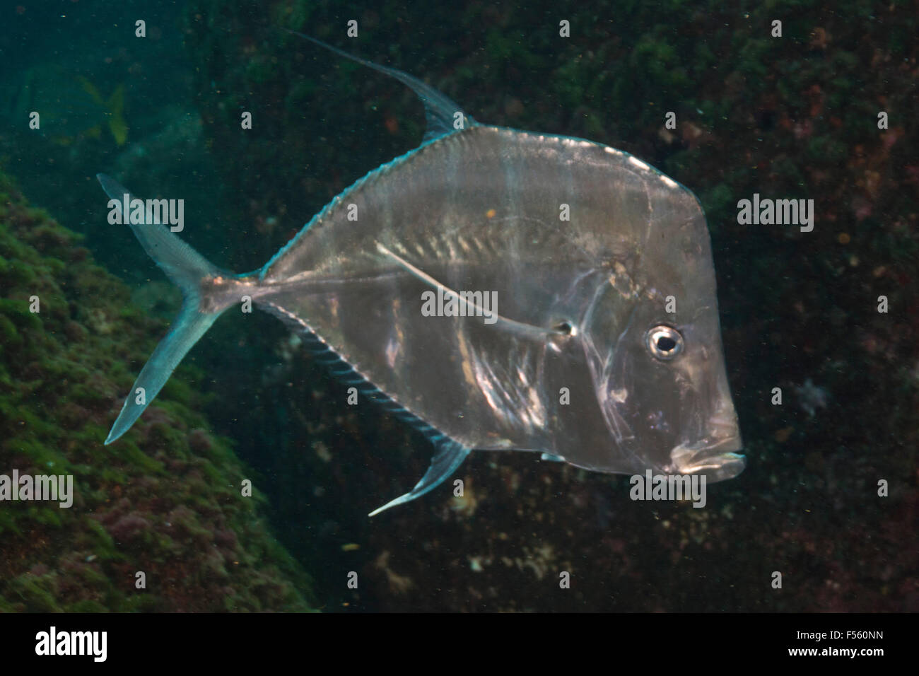Die Lookdown (Selene Vomer) ist ein Spiel-Fisch aus der Familie Carangidae. Alcatrazes Insel, Brasilien. Stockfoto