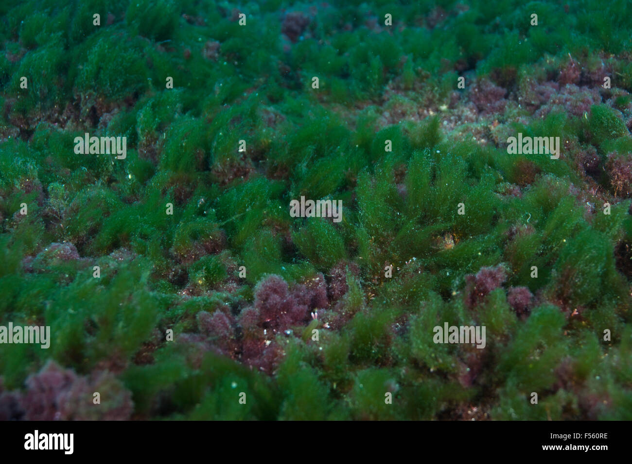 Unterwasser Meer Rasen Algen Algen in Alcatrazes, São Paulo, Brasilien Stockfoto