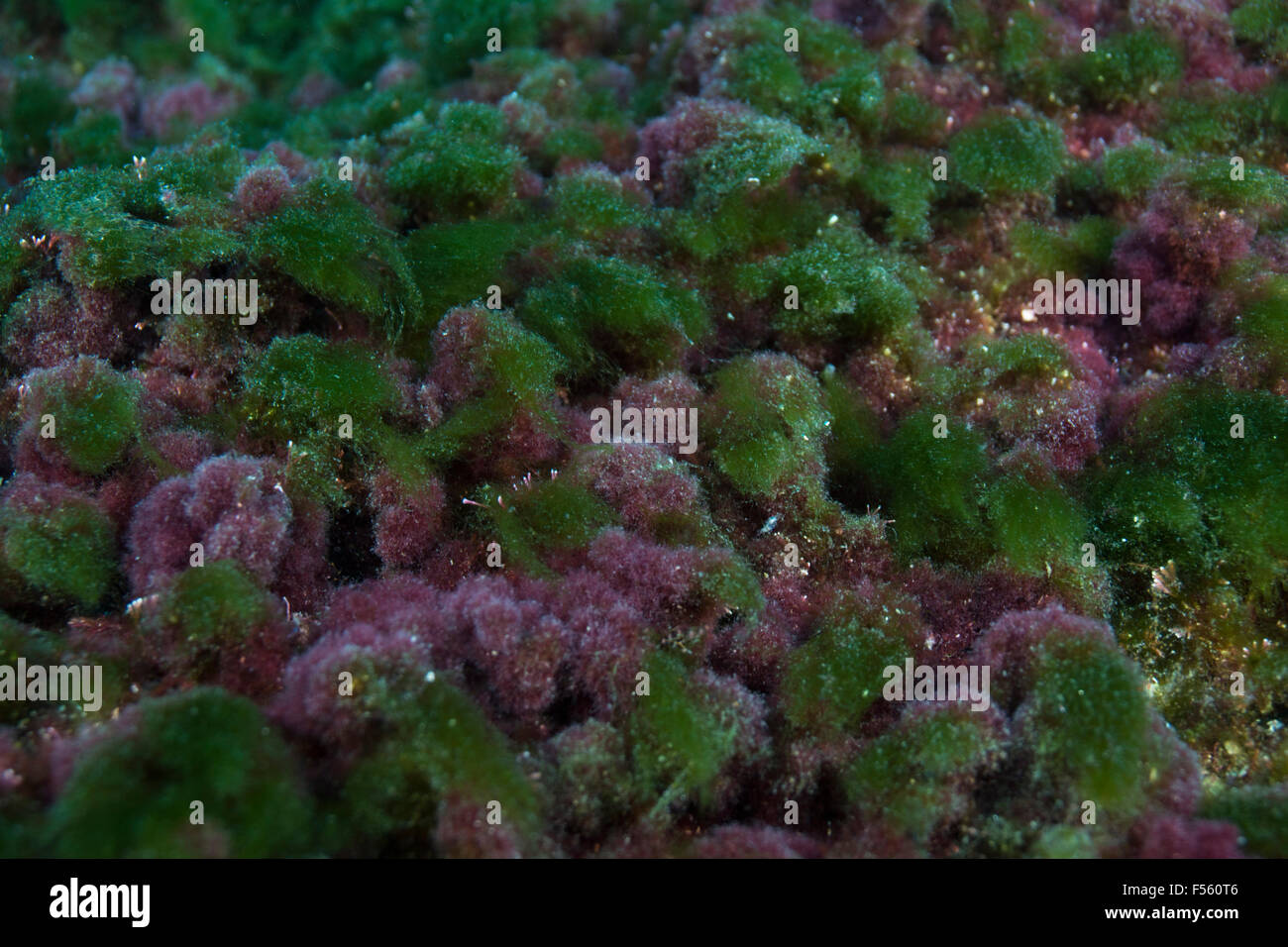 Unterwasser Meer Rasen Algen Algen in Alcatrazes, São Paulo, Brasilien Stockfoto
