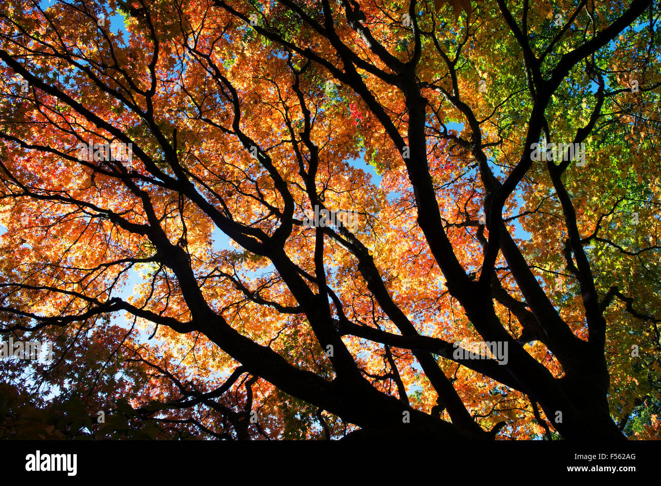 Acer Palmatum Osakazuki. Japanische Ahorn im Herbst Stockfoto