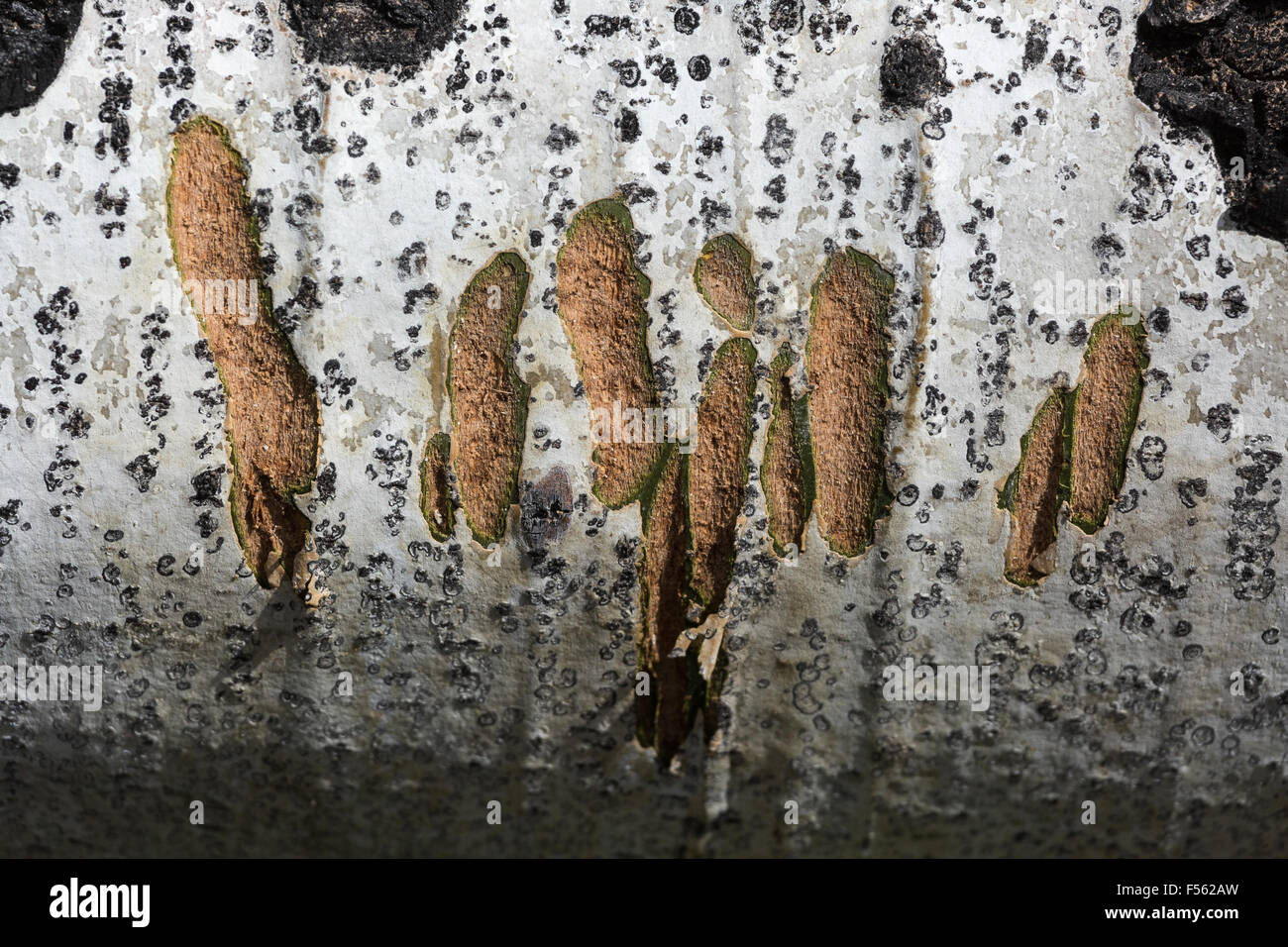 Kratzer, die Links in einem Espenbaum aufgezeichnet von einem Bären, Grand-Teton-Nationalpark, Wyoming Stockfoto