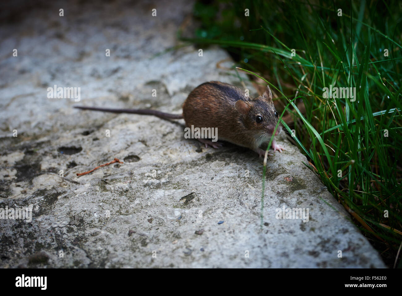 19.07.2015, Berlin, Berlin, Deutschland - der Feuer-Maus (Apodemus Agrarius) zählt innerhalb der Familie der Polypodiaceae (Polypodiaceae), die Art der Holz-Mäuse (Apodemus). Im englischen nennt man Feuer Maus gestreiften Feldmaus. 00Y150719D002CAROEX. JPG - nicht für den Verkauf in G E R M A N Y, A U S T R I A S W I T Z E R L A N D [MODEL-RELEASE: nicht anwendbar, PROPERTY-RELEASE: kein (C) Caro Fotoagentur / Teich, http://www.caro-images.pl, info@carofoto.pl - bei der Verwendung von des Bilds nicht-journalistischen Zwecken kontaktieren Sie bitte die Agentur - das Bild unterliegt GEMA!] Stockfoto