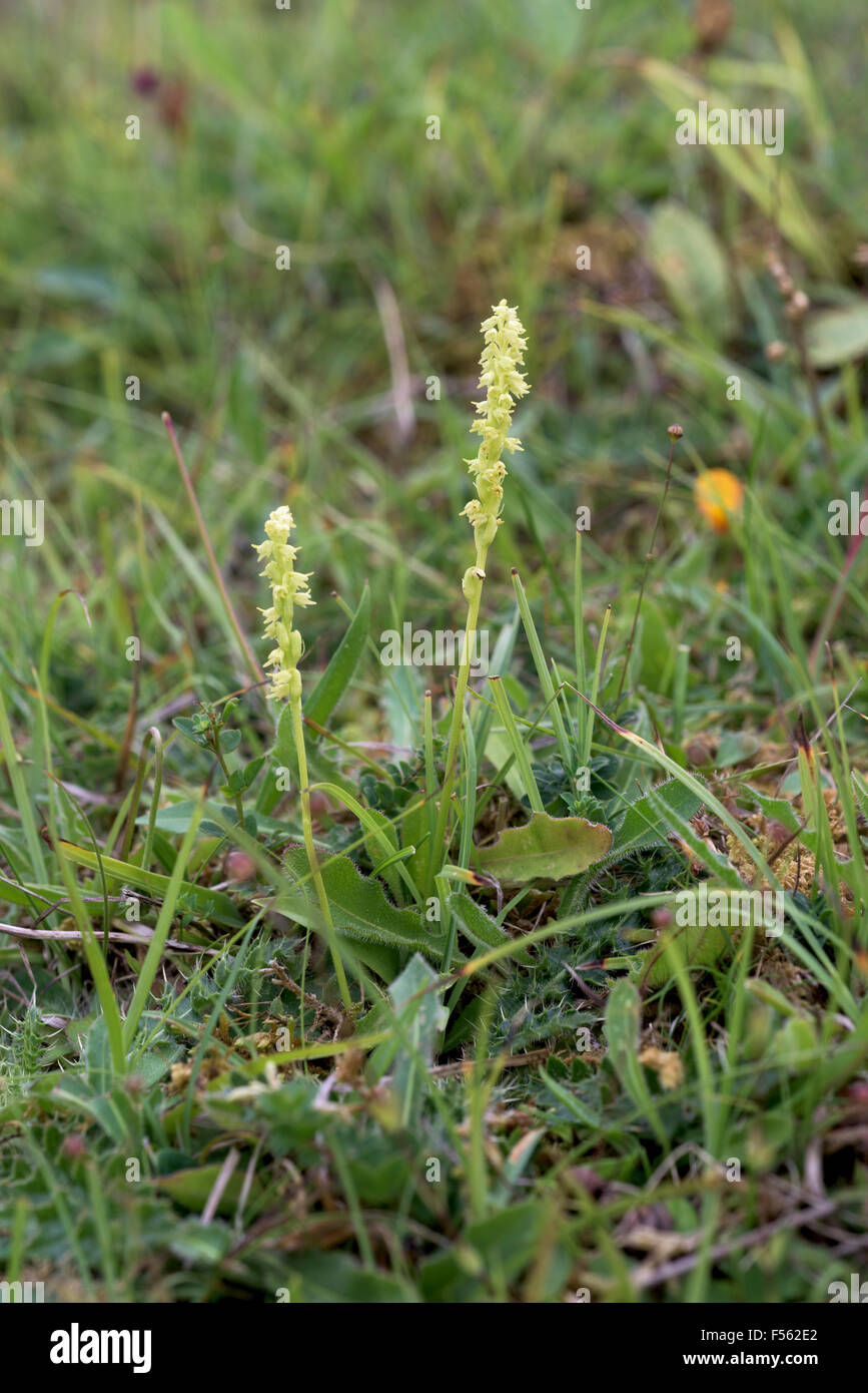 Herminium Monorchis, Moschus Orchideen Stockfoto