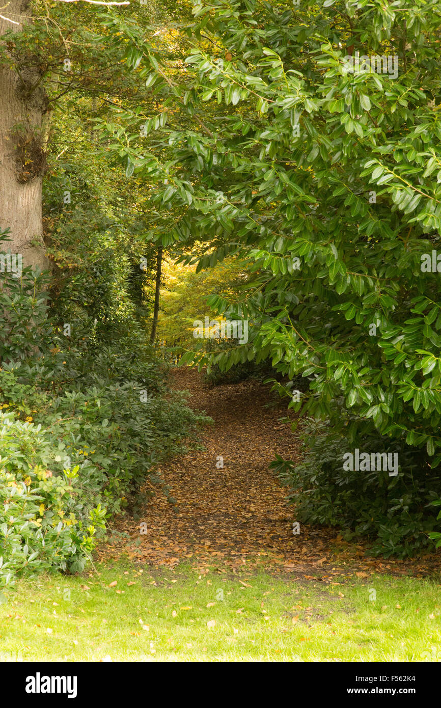 Waldspaziergang durch auf einem Teppich von Blättern mit einem Torbogen der immergrüne Bäume. Stockfoto