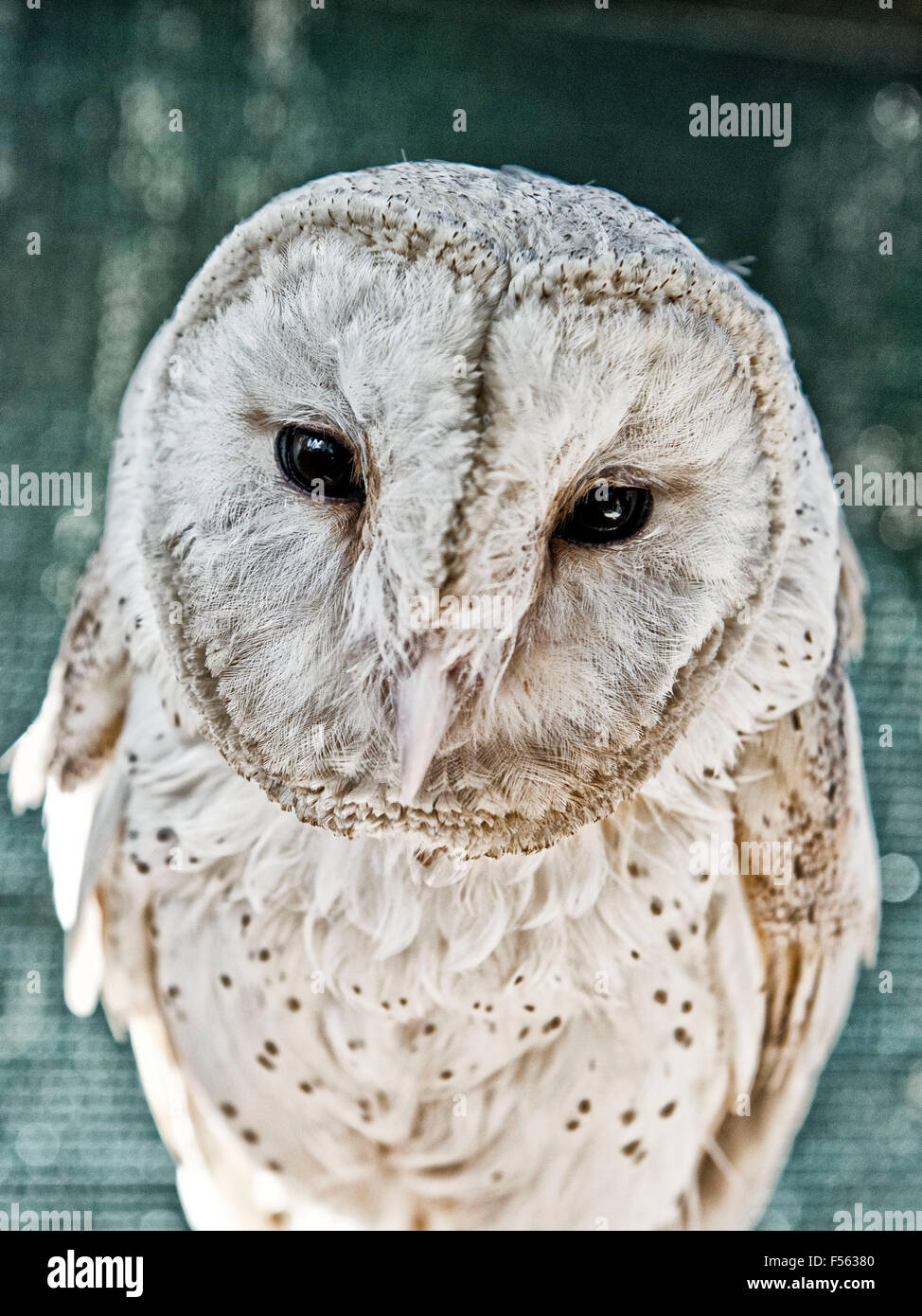 Tytonidae - Tytonidae Hd Stock Images Shutterstock - Barn owls, masked owls, and relatives.